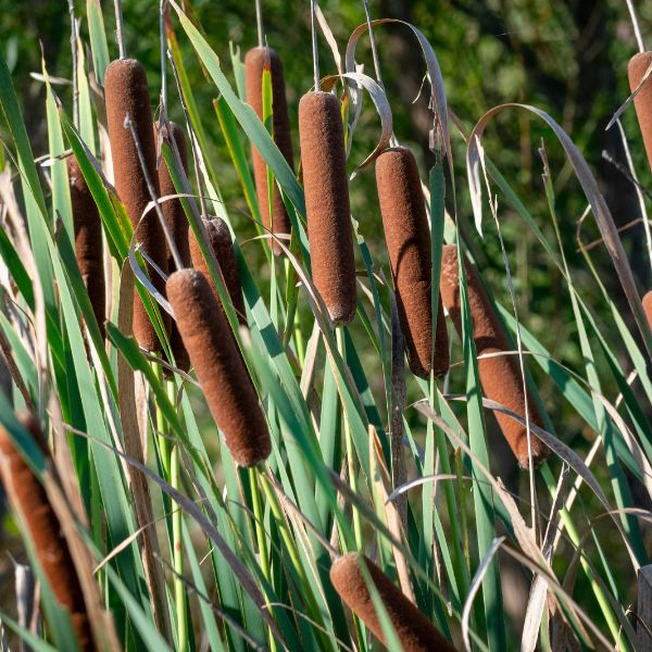 Closeup of cattails