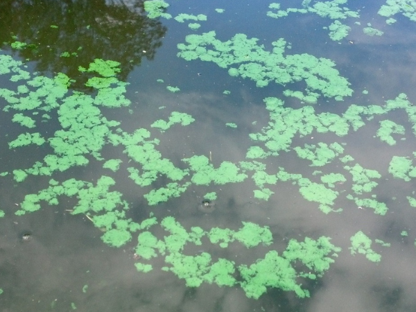 Understanding and Managing Cyanobacteria Blooms