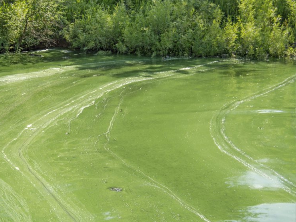 Harmful Algae Bloom Occurrence in Urban Ponds: Relationship of Toxin Levels with Cell Density and Species Composition