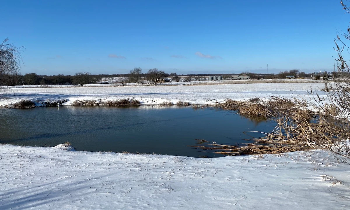 Do Aquatic Weeds Survive Tennessee Winters?