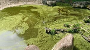 Summer Surge: How Warm-Weather Fertilizer Runoff Accelerates Cultural Eutrophication