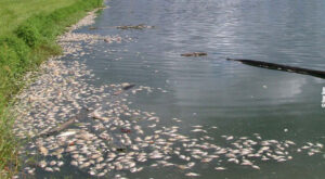 Pond Turnover Warning Signs and Prevention
