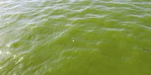 Three Pond Odors You Should Never Ignore—And How to Clear Them Fast
