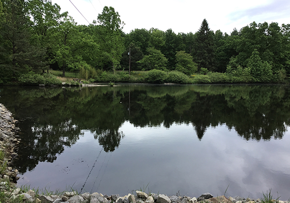 Lake Weed Treatment Tennessee