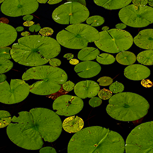 Lily pads float on pond water