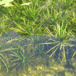 Hydrilla floats on pond, visible above and under the water